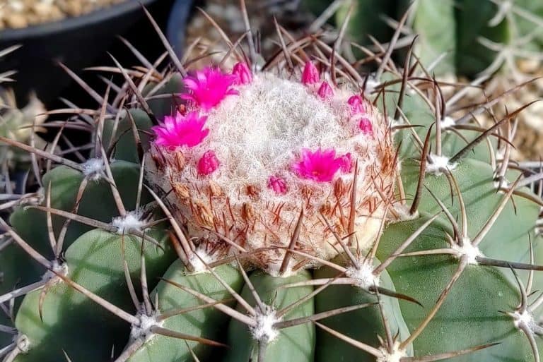 melocactus glaucescens: the cactus with a colorful crown you can’t miss