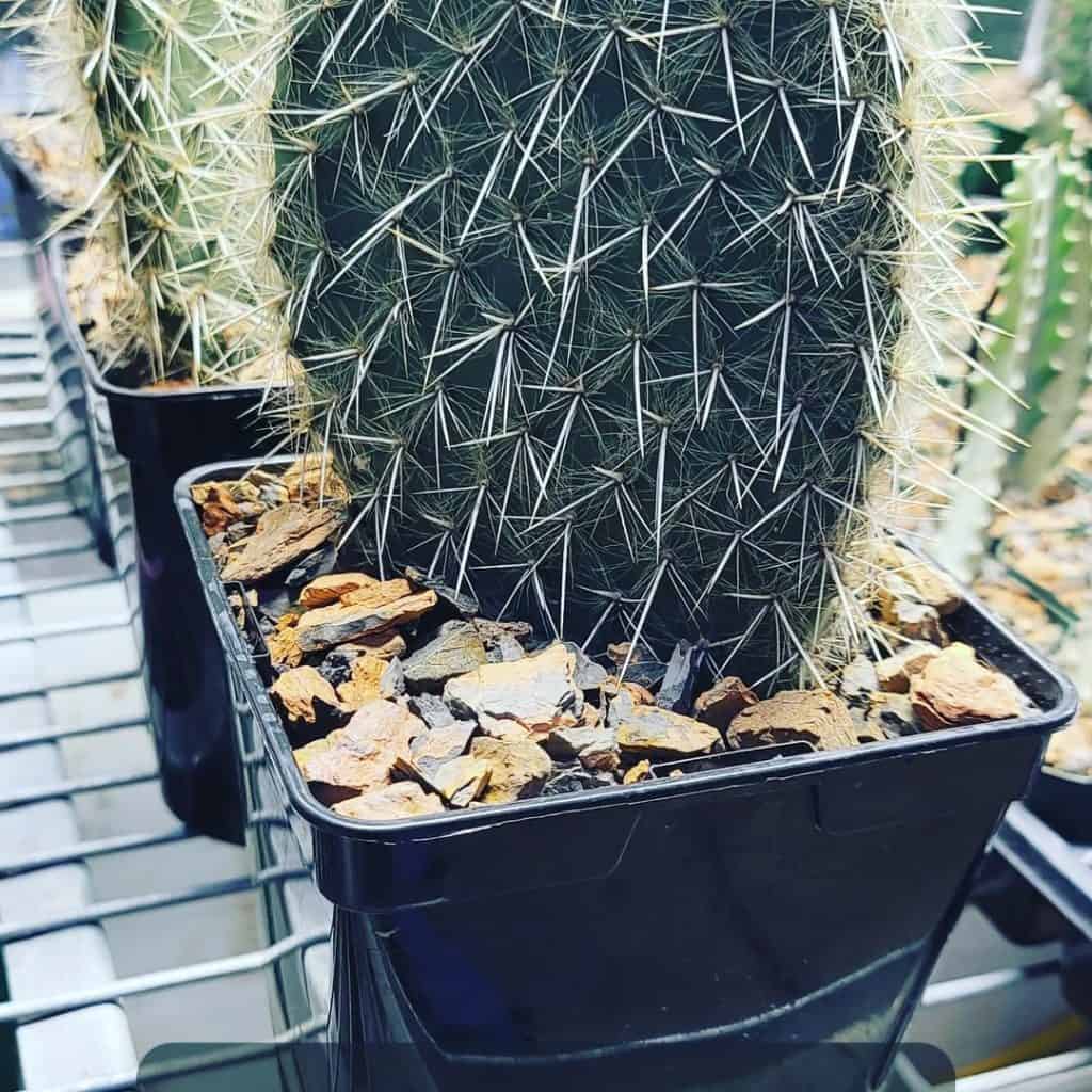 opuntia pilifera cactus pad
