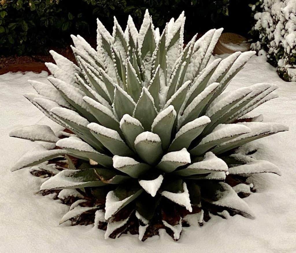 agave cold tolerance