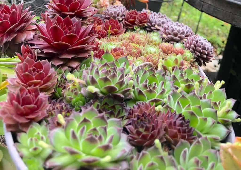 hens and chicks plant winter care