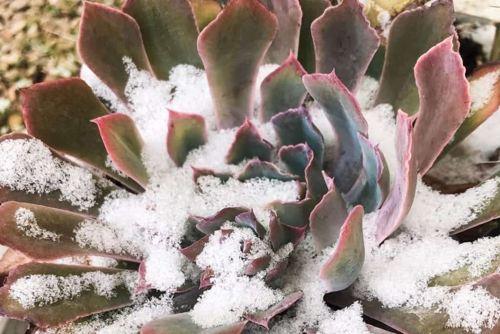 how cold can succulents tolerate