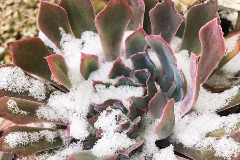 pushing the boundaries: succulents’ mind-blowing cold resilience