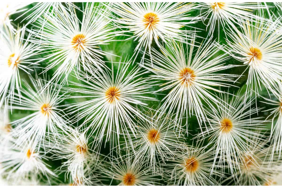 how to remove cactus needles from skin