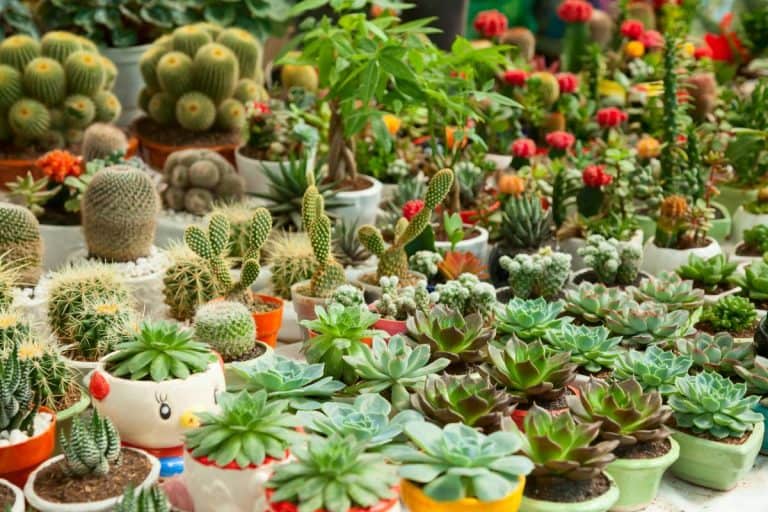 Top 50 Online Succulent Stores Around the World