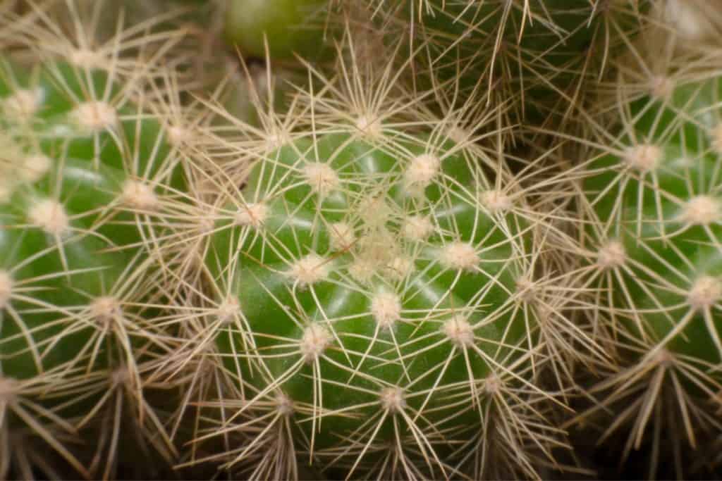 remove cactus needles