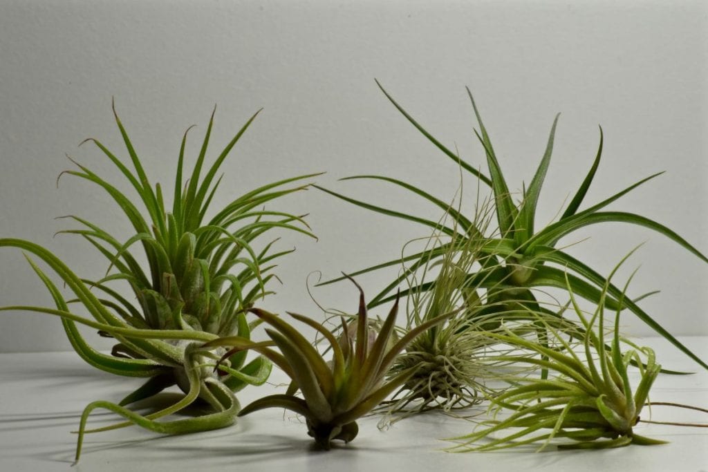 save dehydrated air plants