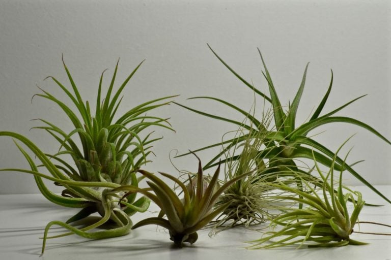 bring your dying air plant back to life with these simple tricks