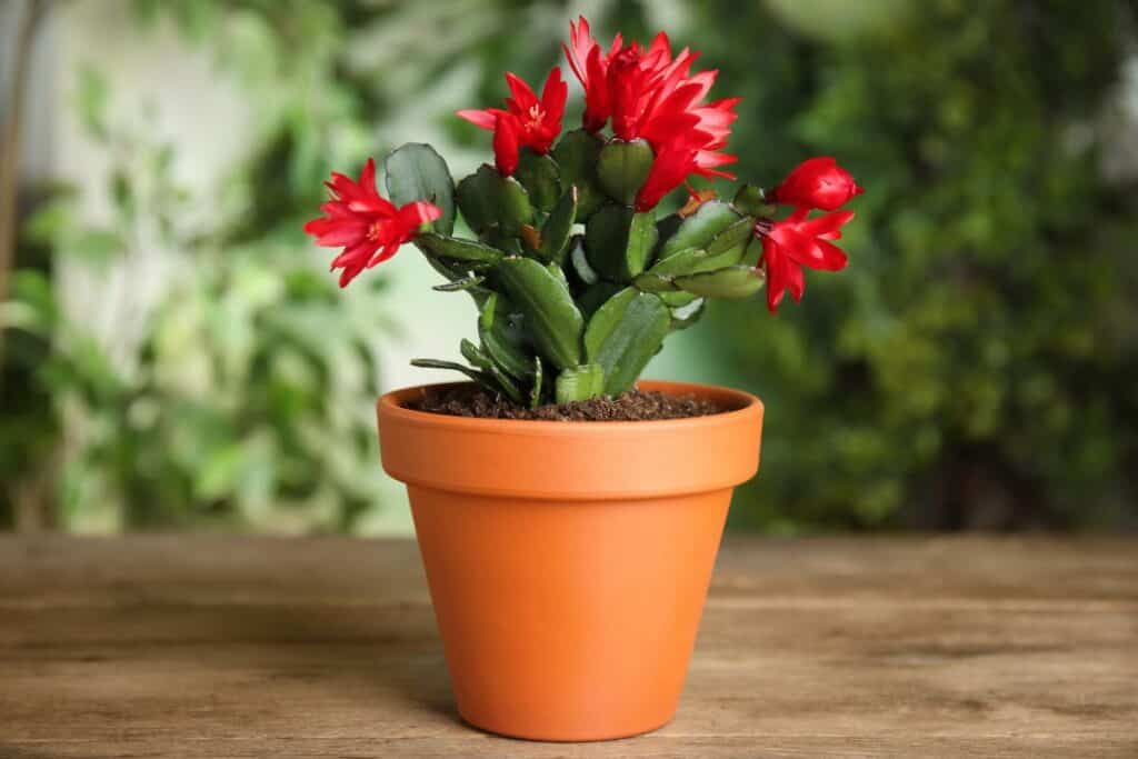 christmas cactus care