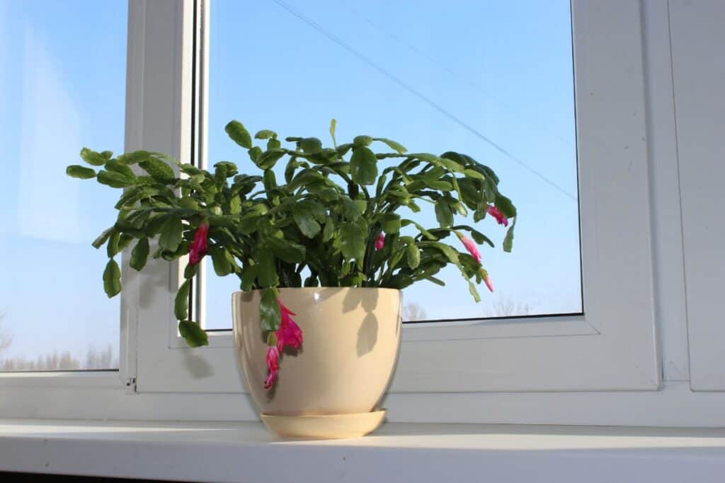 Christmas cactus care guide