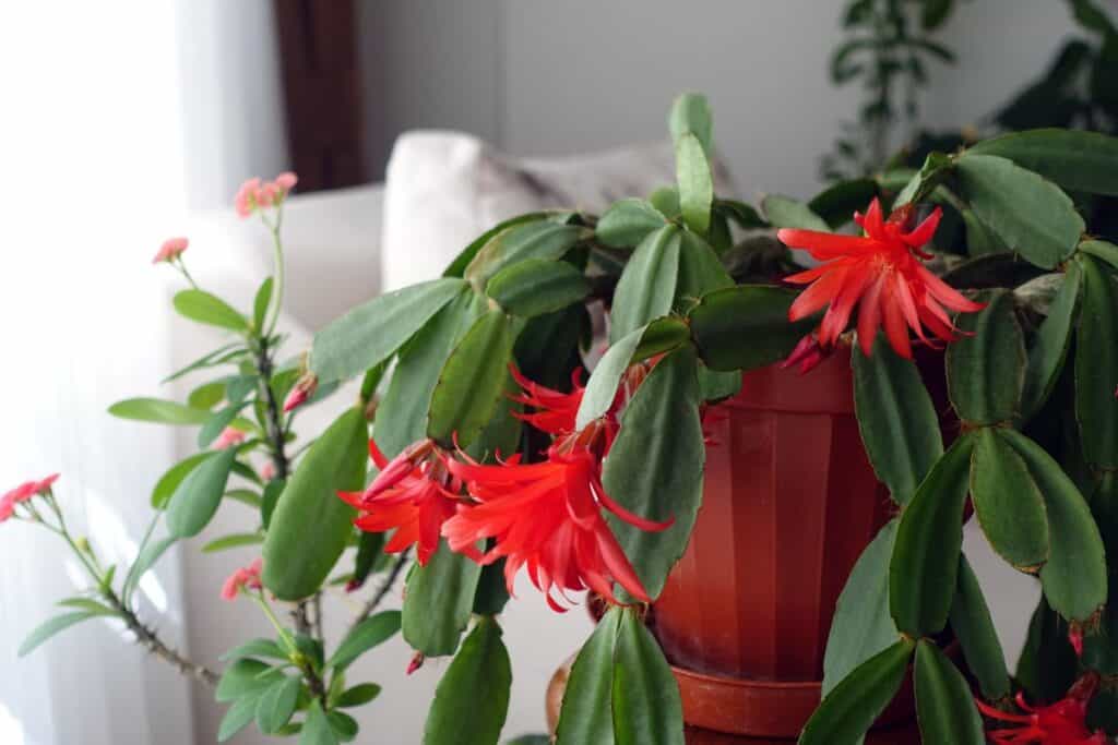 how to care for a Christmas cactus