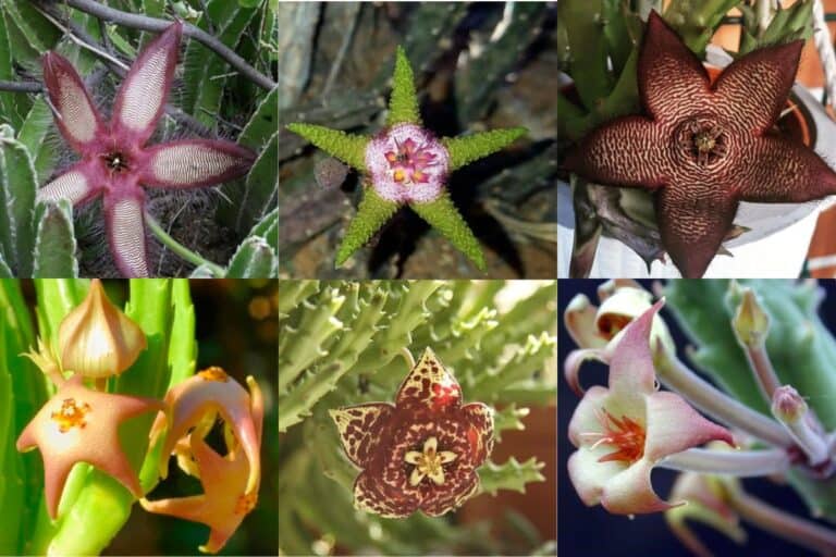 35 types of stapelia succulents (with pictures)