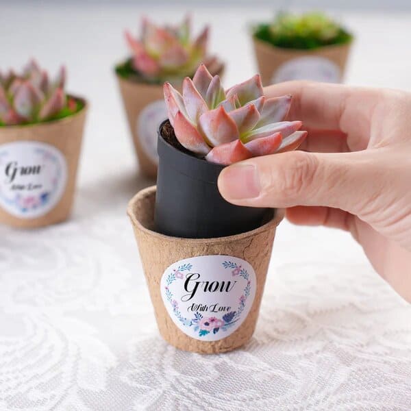 biodegradable pulp succulent favors