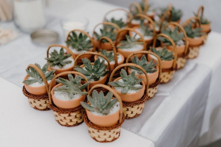 the best succulent favors for any occasion