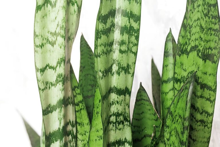 How to Grow and Care for Sansevieria Zeylanica