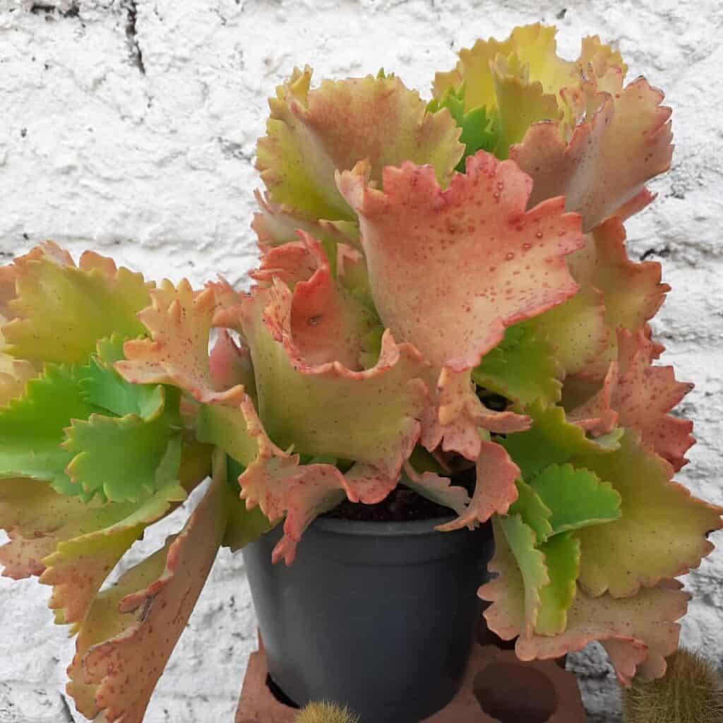 Kalanchoe Krinkle Red