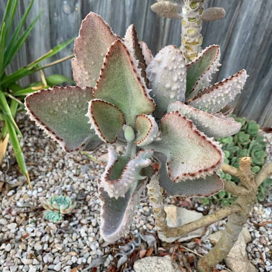 Kalanchoe beharensis Fang