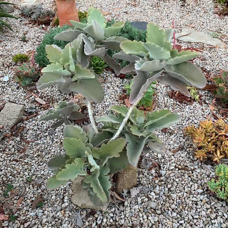 Kalanchoe beharensis Oak Leaf