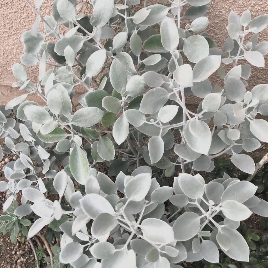 Kalanchoe bracteata 1