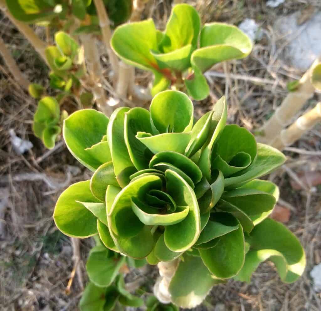 Kalanchoe carnea