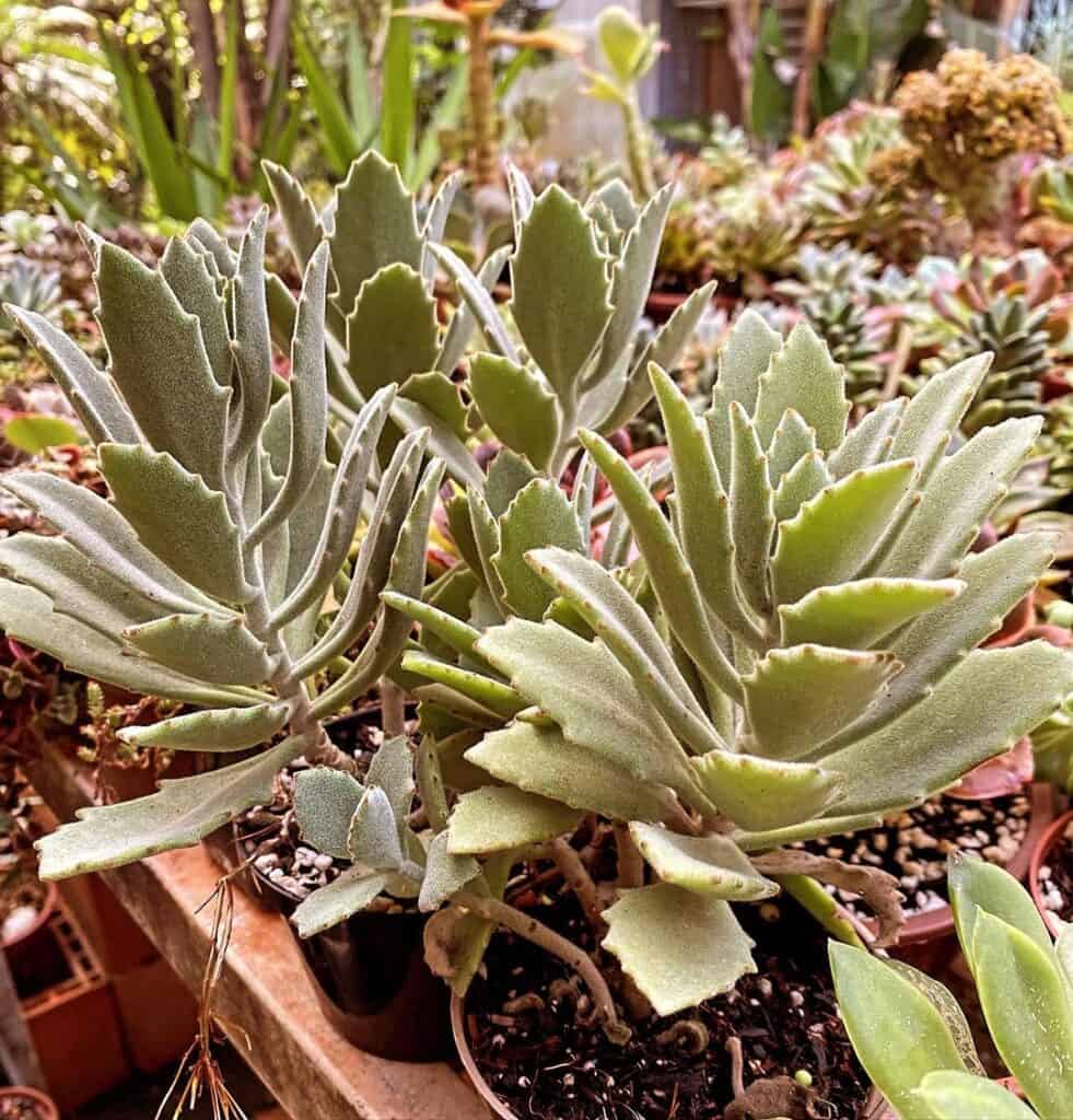 Kalanchoe citrina 1