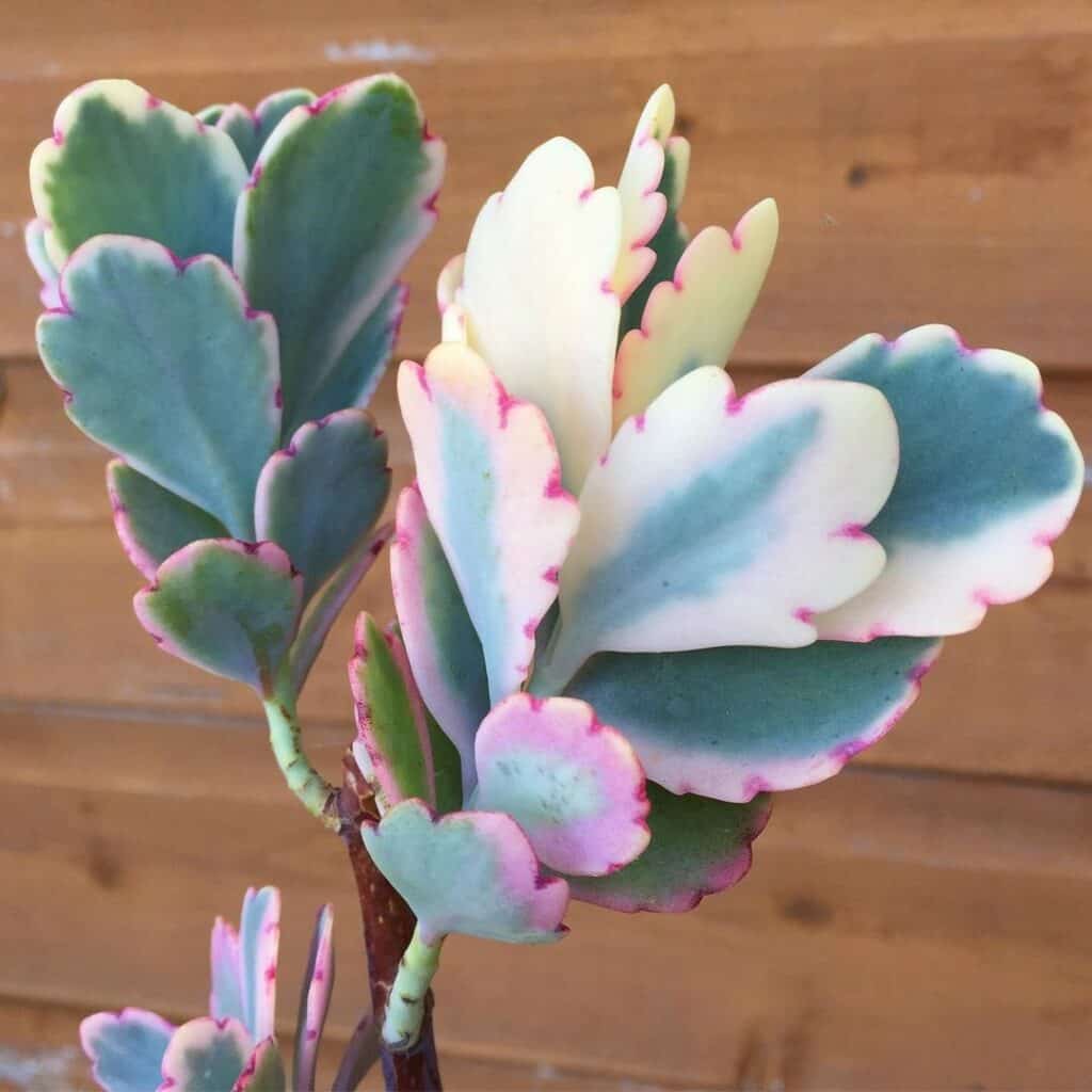 Kalanchoe fedtschenkoi variegata