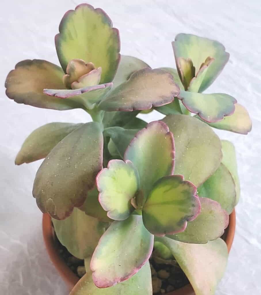 Kalanchoe fedtschenkoi variegata Aurora Borealis