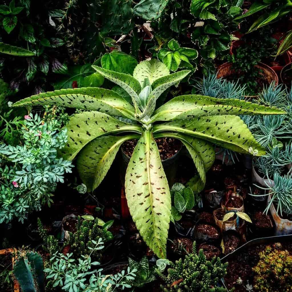 Kalanchoe gastonis bonnieri