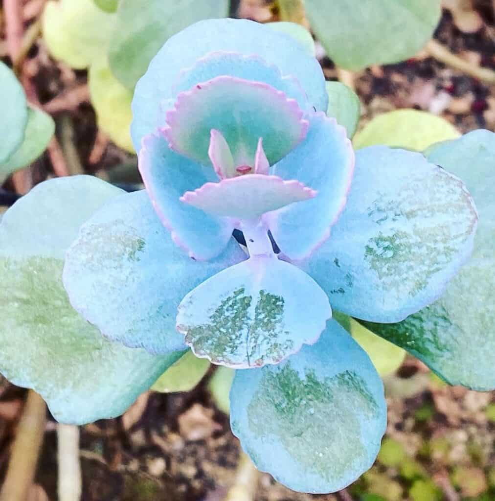 Kalanchoe grandiflora