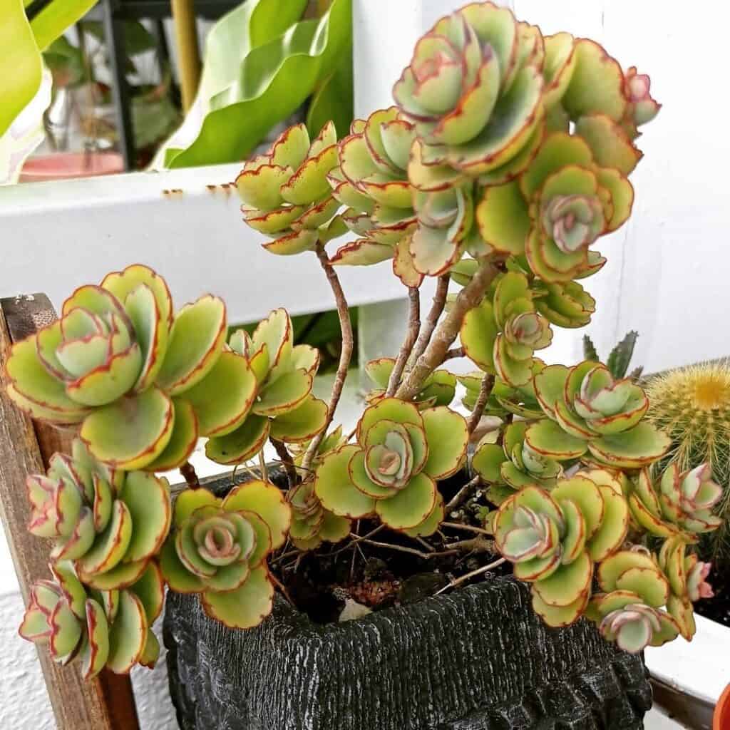 Kalanchoe laxiflora