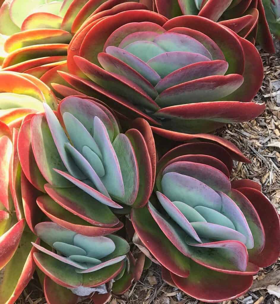 Kalanchoe luciae