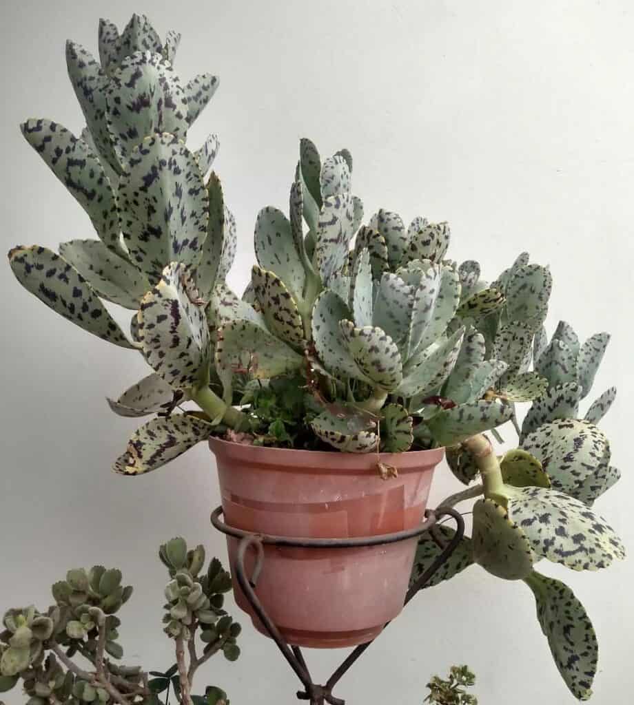 Kalanchoe marnieriana