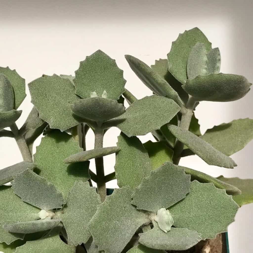 Kalanchoe millotii