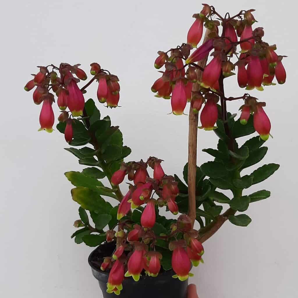 Kalanchoe miniata