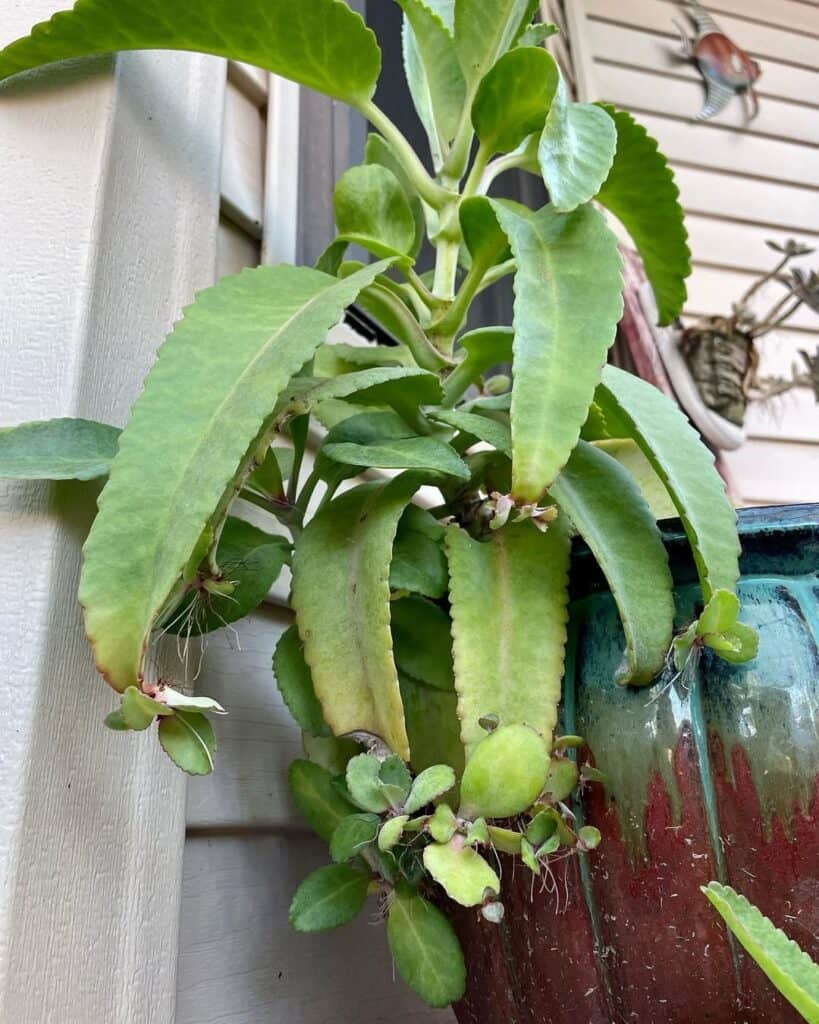 Kalanchoe mortagei