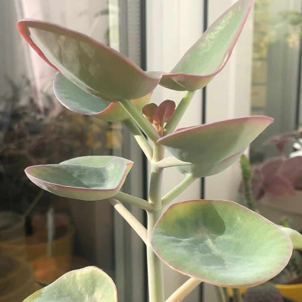 Kalanchoe nyikae