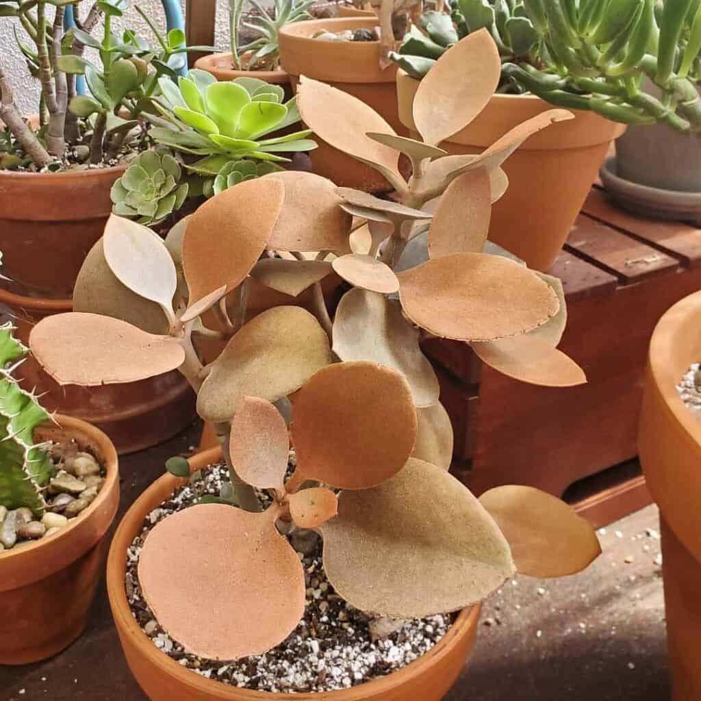 Kalanchoe orgyalis