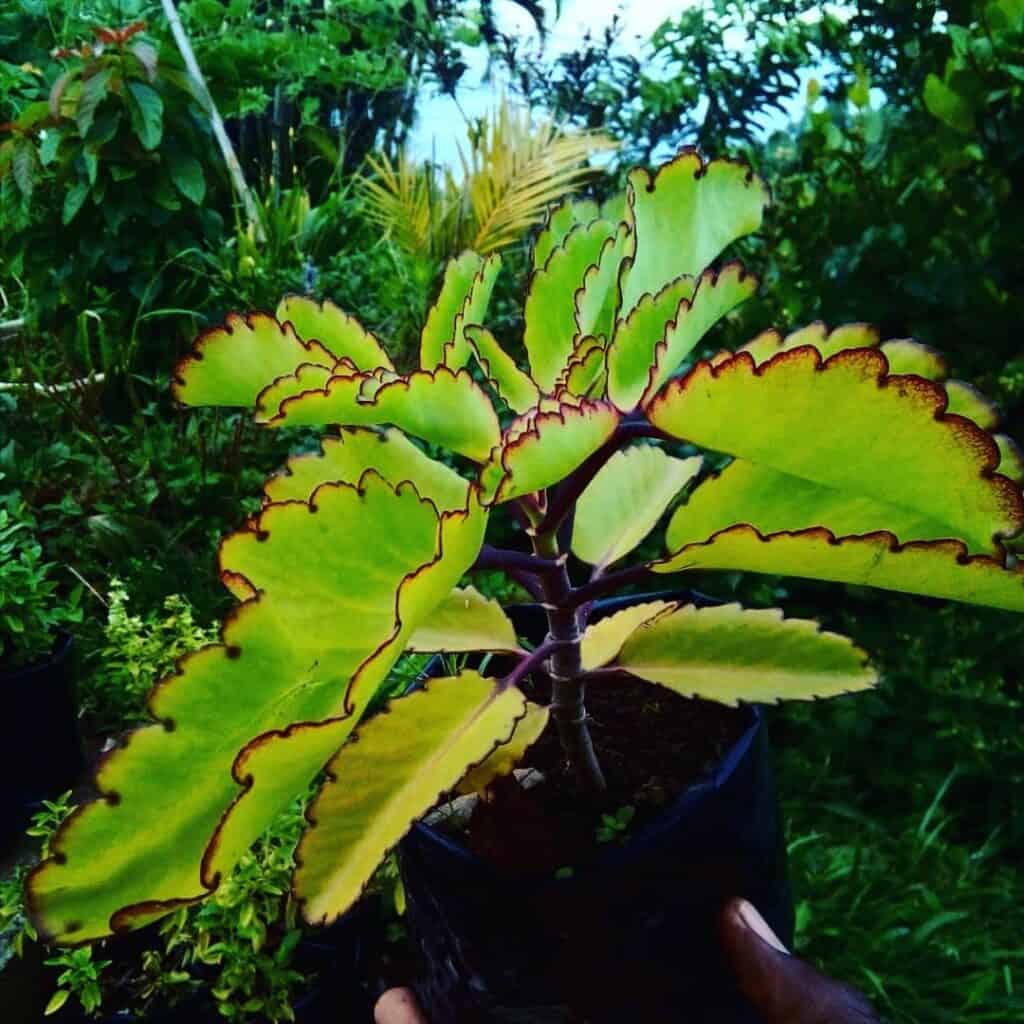 Kalanchoe pinnata