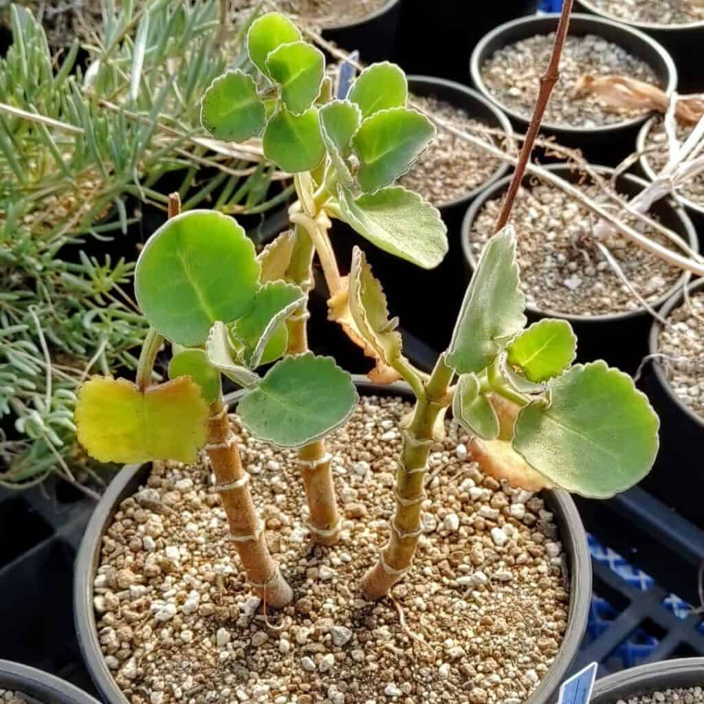 Kalanchoe pubescens