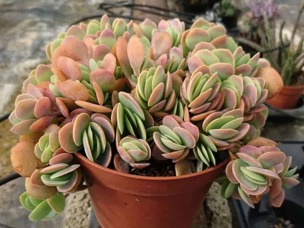 Kalanchoe rotundifolia