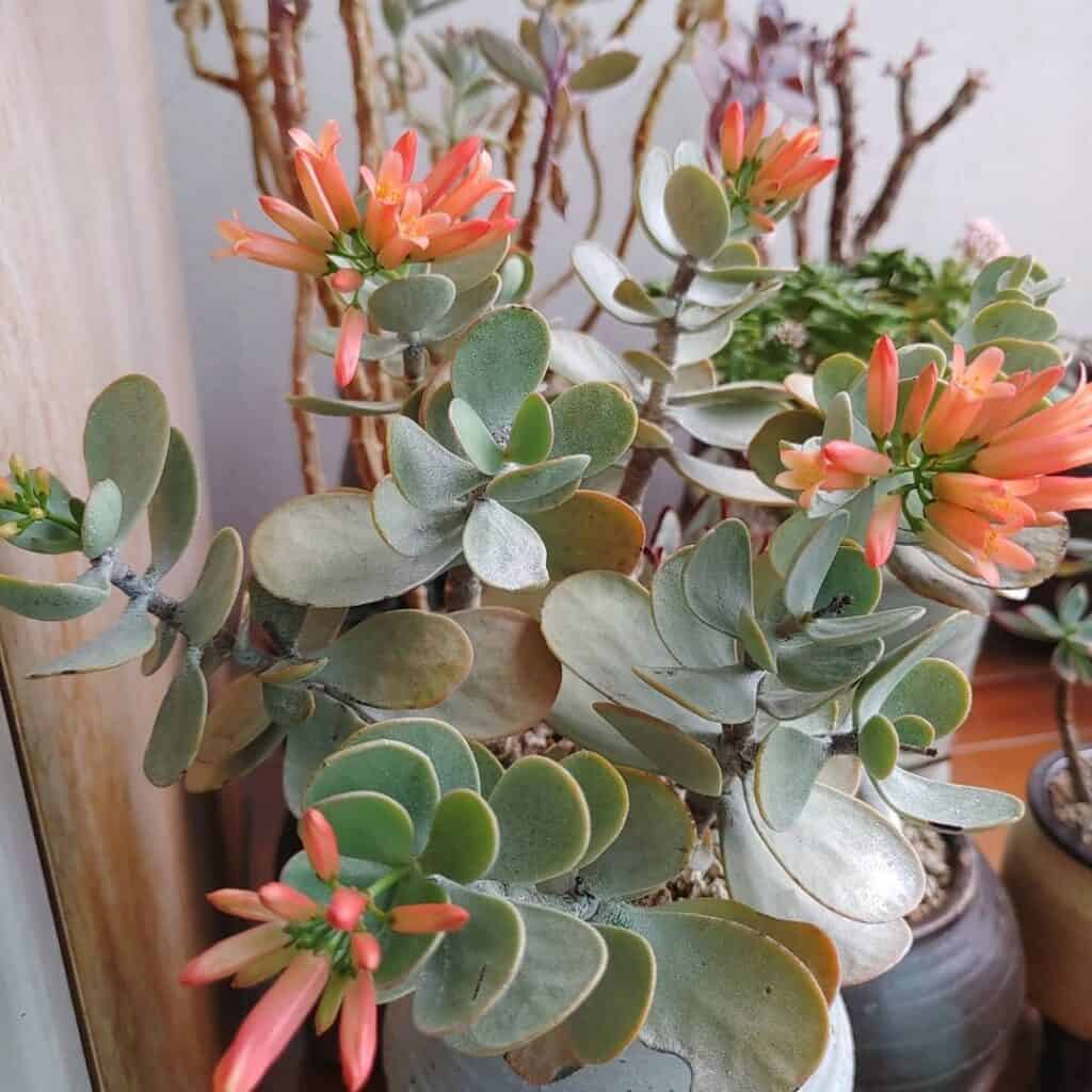 Kalanchoe scapigera