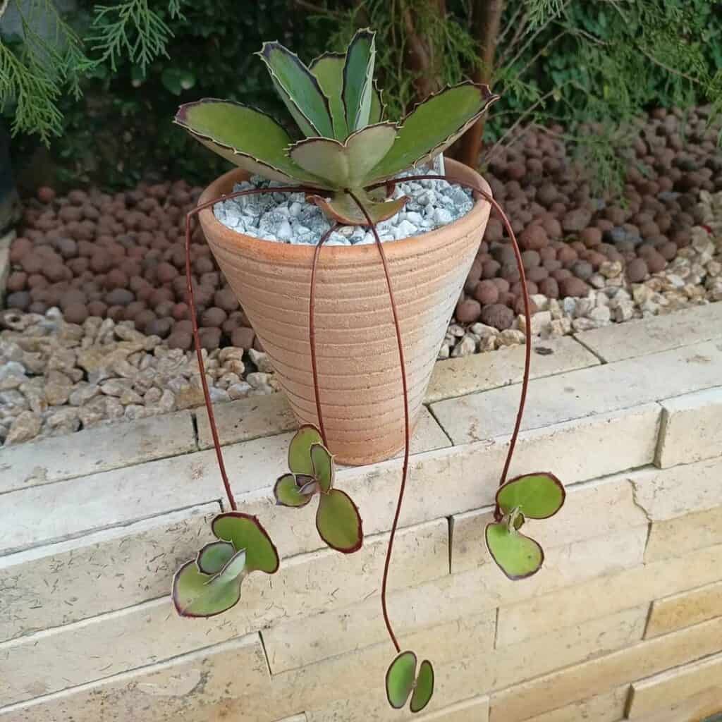 Kalanchoe synsepala