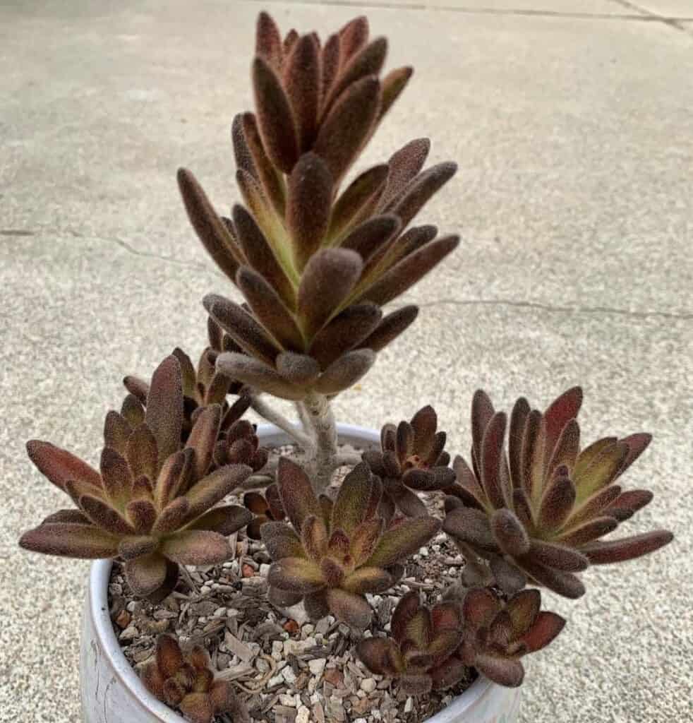 Kalanchoe tomentosa