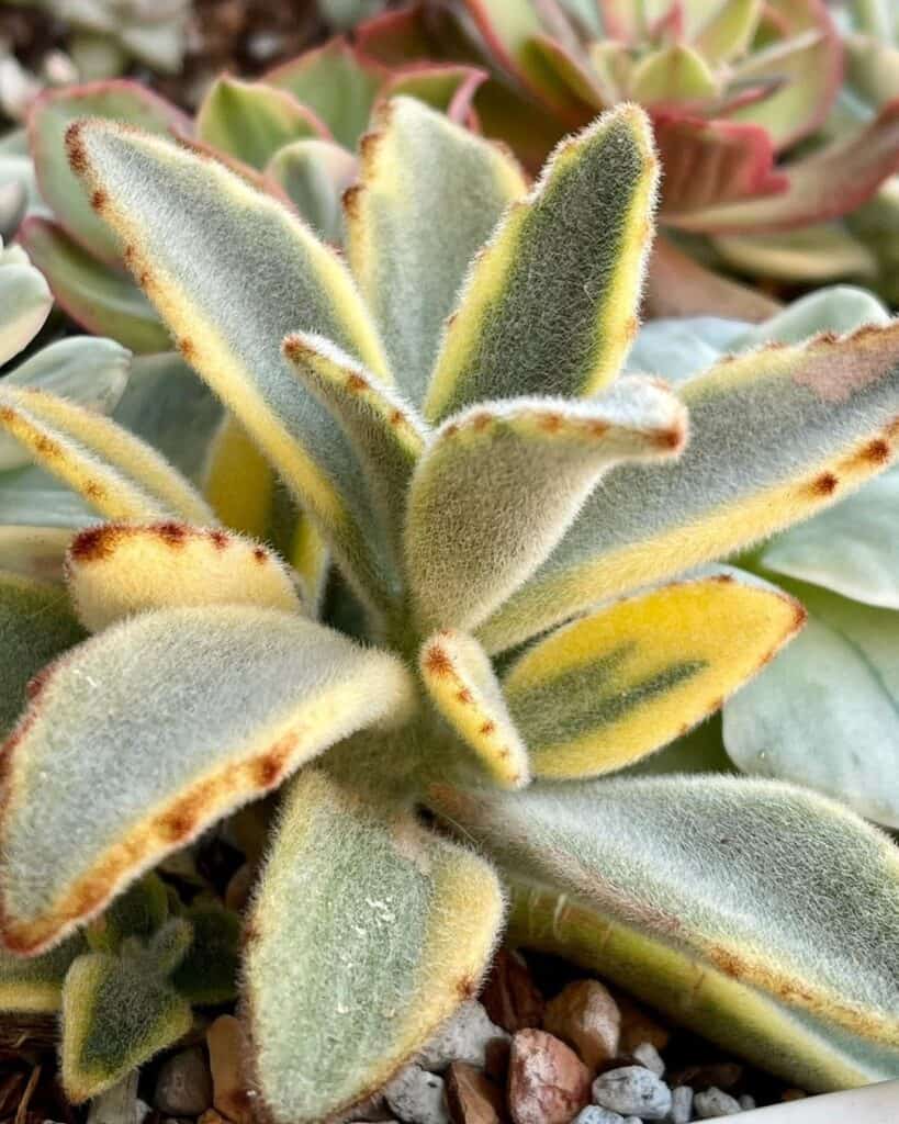 Kalanchoe tomentosa f. variegata