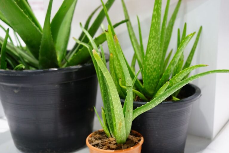 Aloe Vera Plant Care and Growing Guide