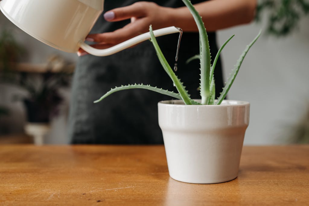 aloe vera plant in a white pot being watered with a watering can indoors.