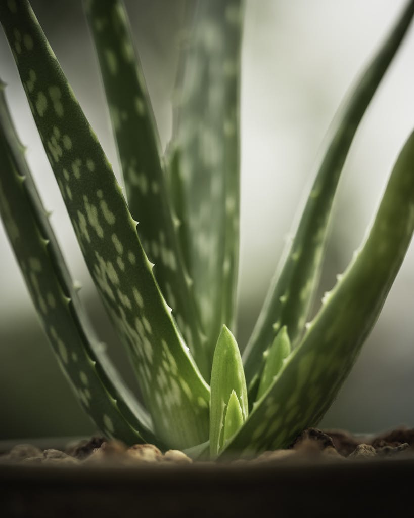 closeup of fresh tropical evergreen aloe vera succulent plant with thorns growing in pot in glasshouse