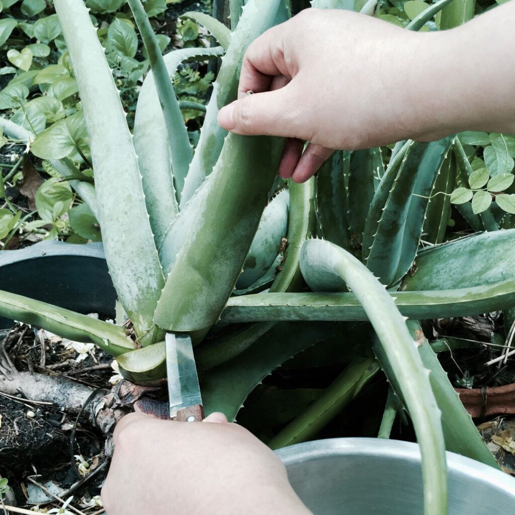 cutting aloe vera leaf