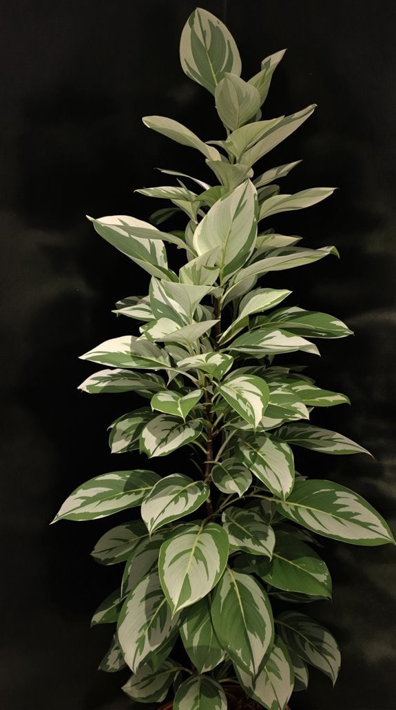 decorative foliage houseplant