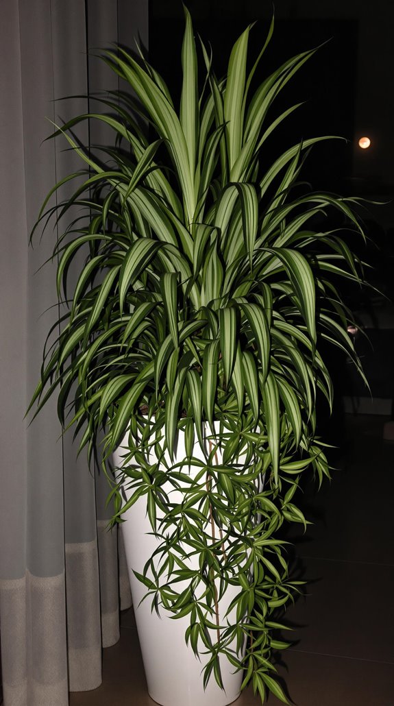 exotic striking leafy houseplant