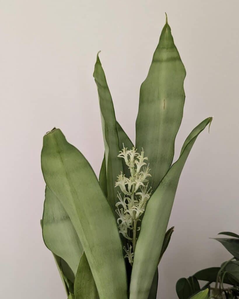 flowering snake plant